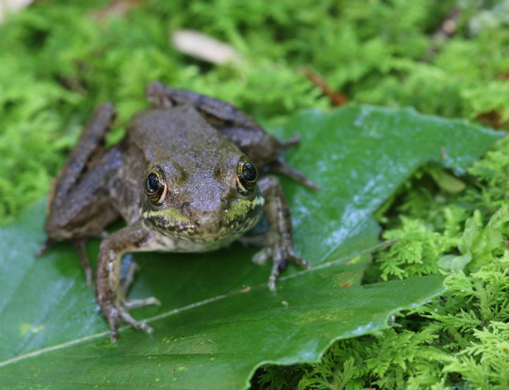 Green Frog